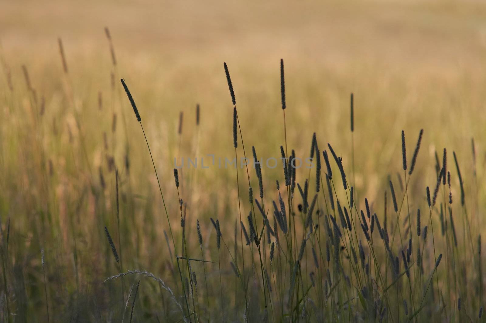 Abstract shot of the blades of grass - evening