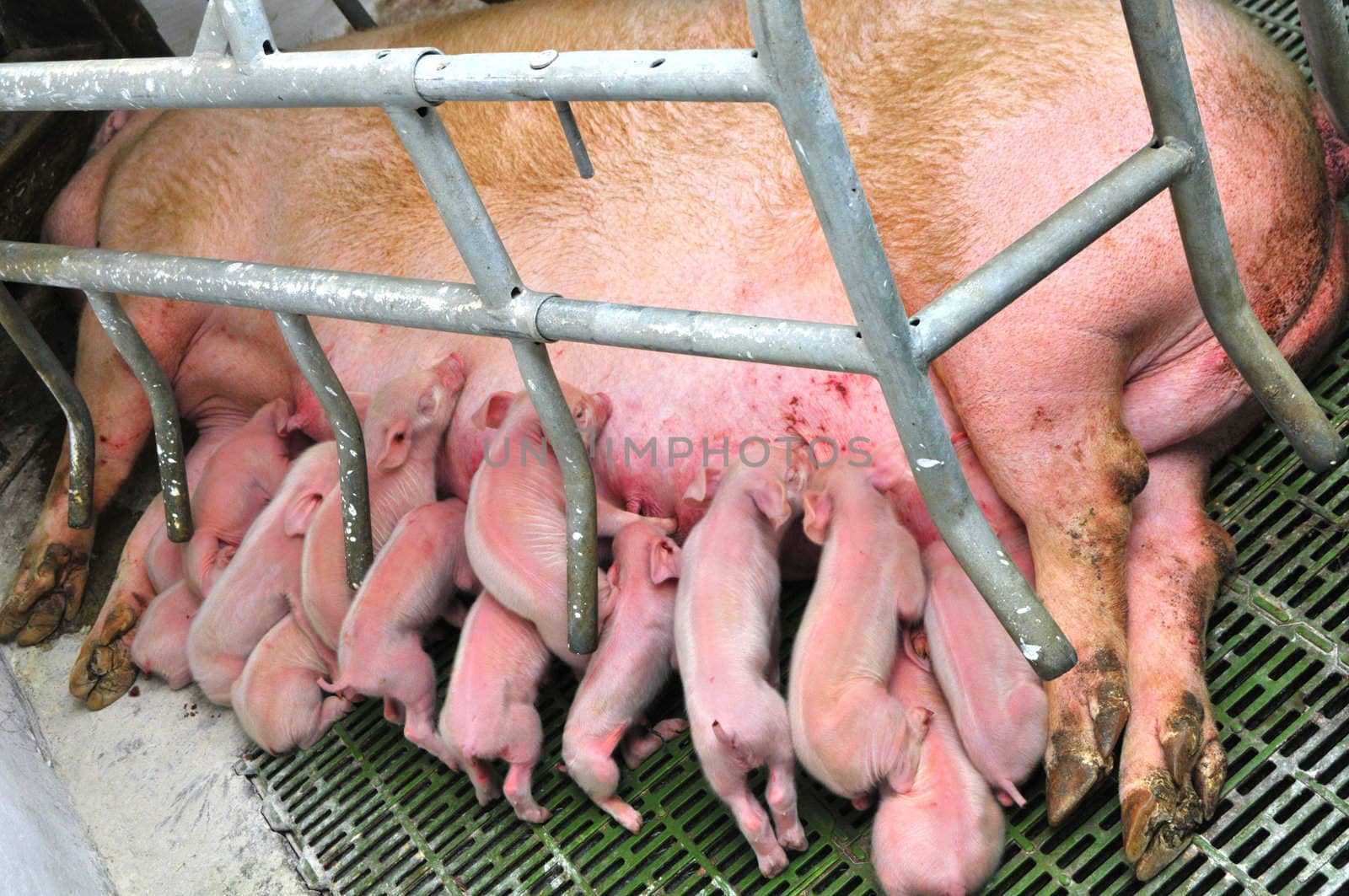 New born pigs eating