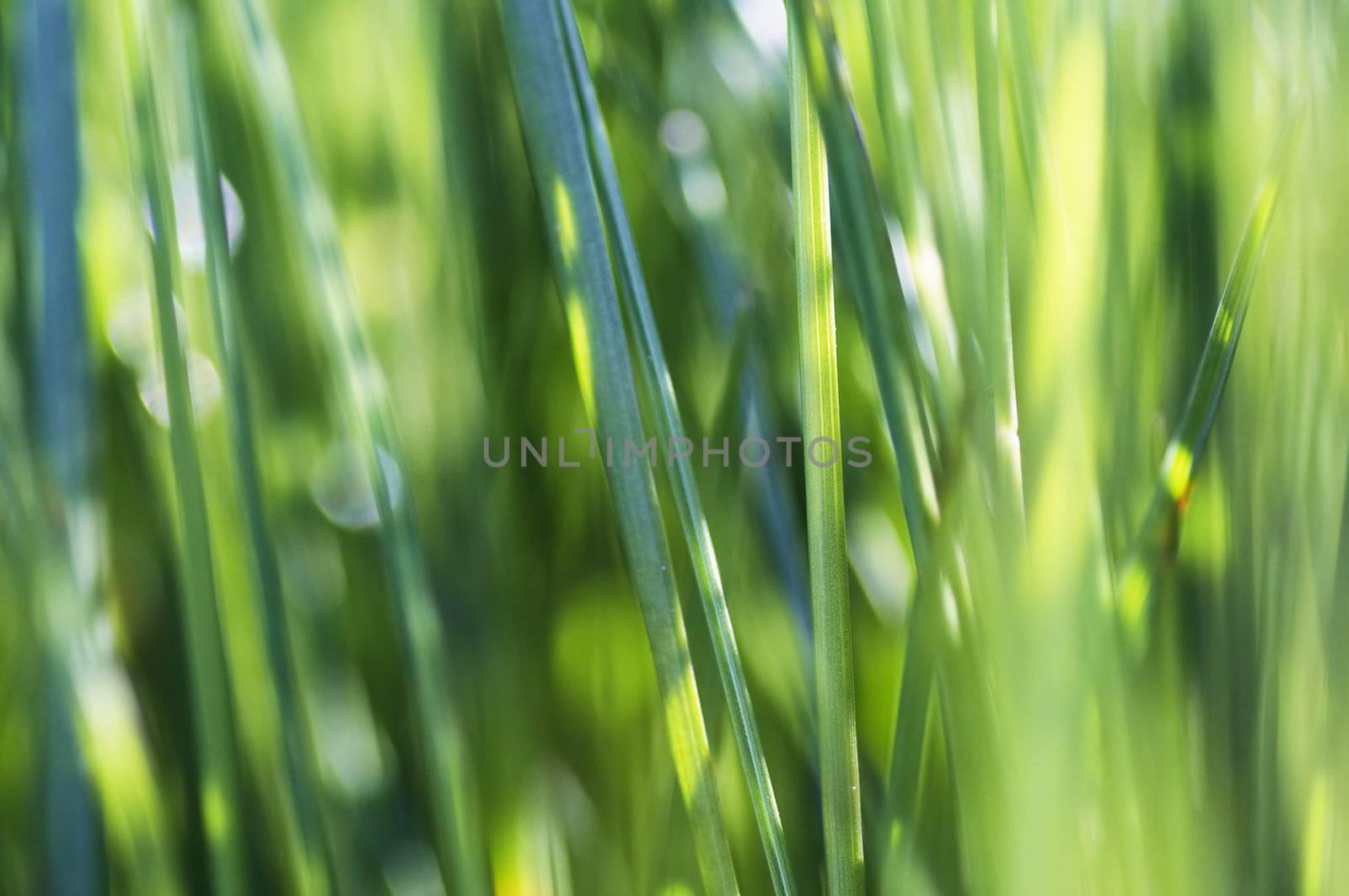 Abstract shot of the grass - close-up