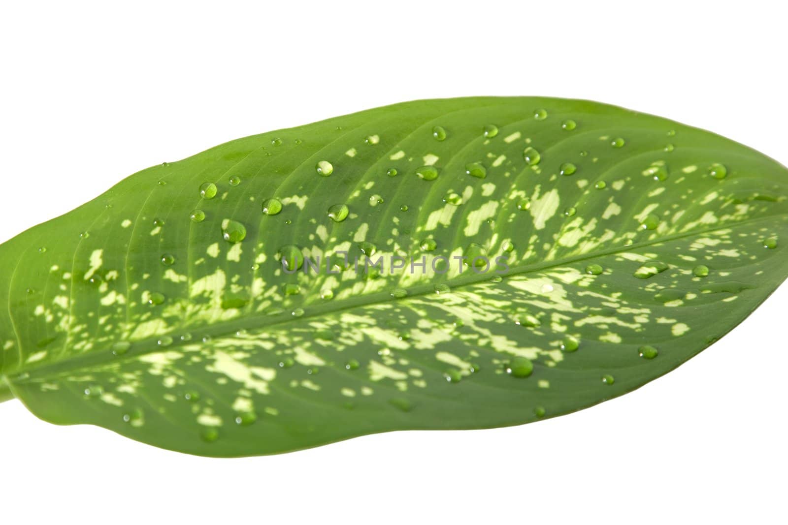 Closeup of green leaf with drops water