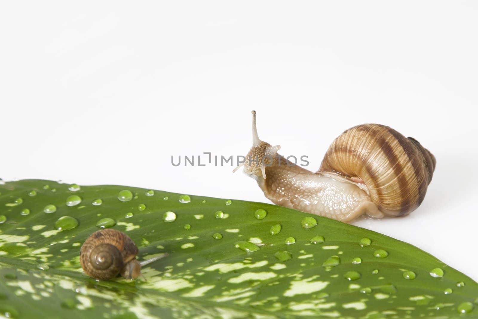 green leaf with water drops and two snail