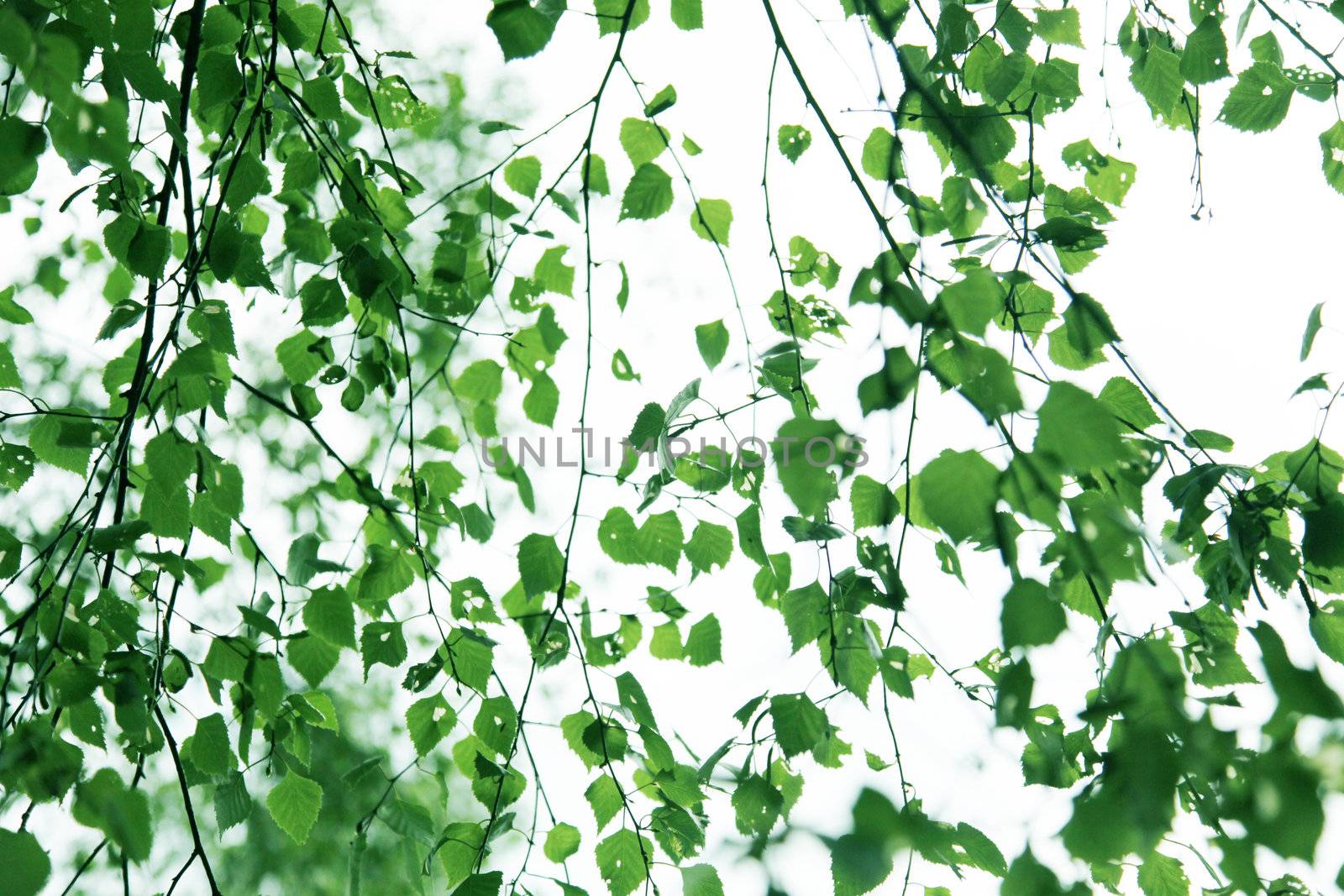 Green leaves from birch  by Farina6000