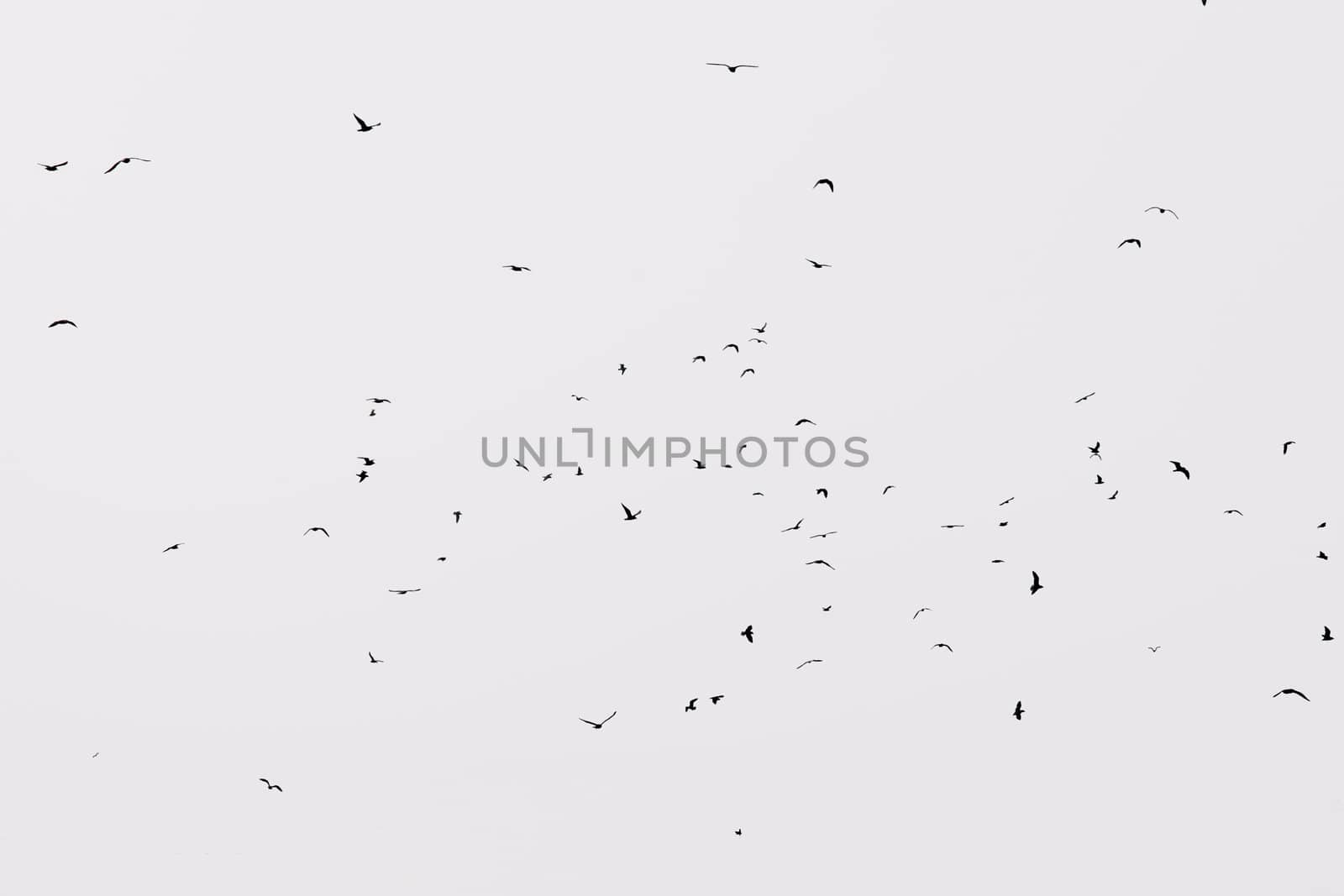 a flock of seagulls in flight on a white background