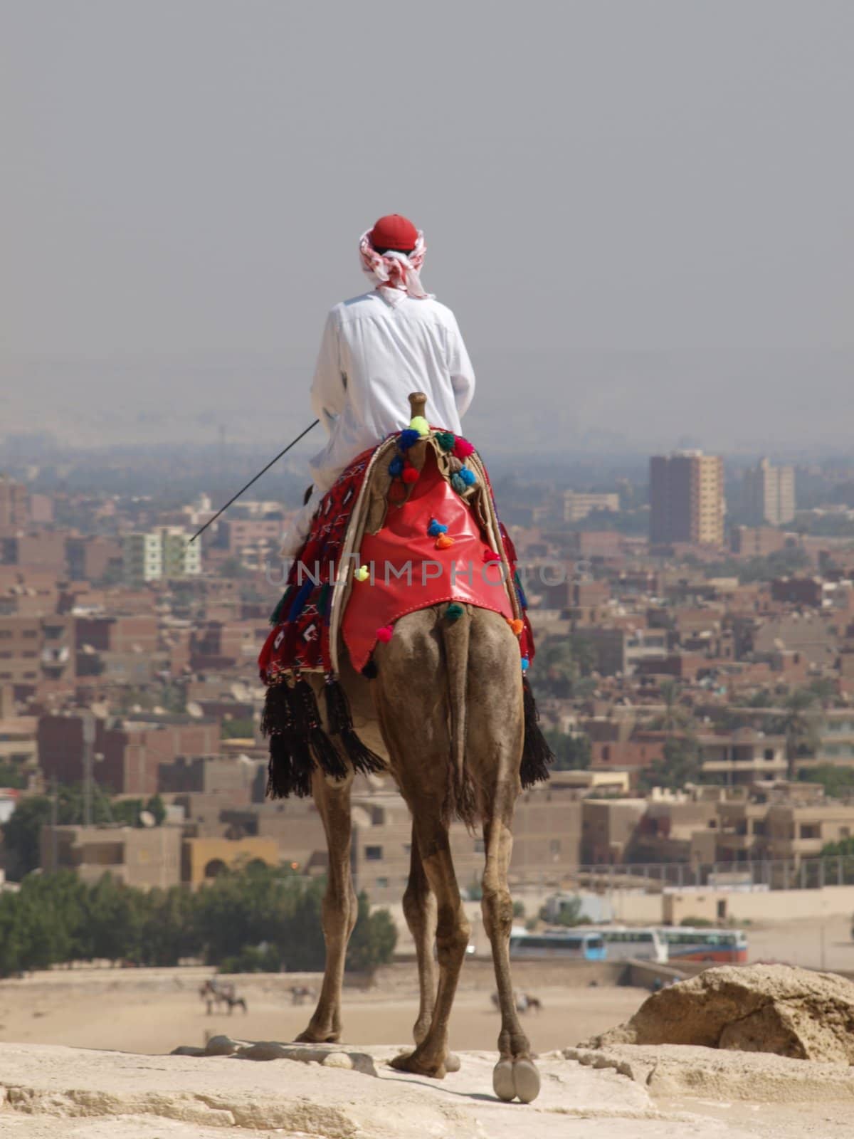 dromedary and camel i kair travell secret by luckyhumek