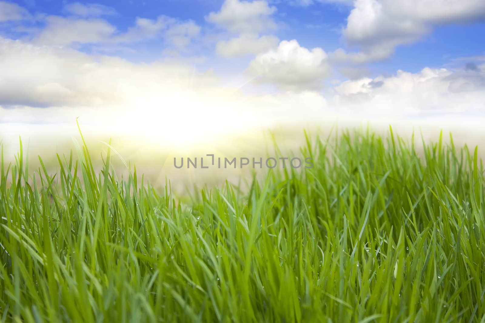 spring grass, blue sky