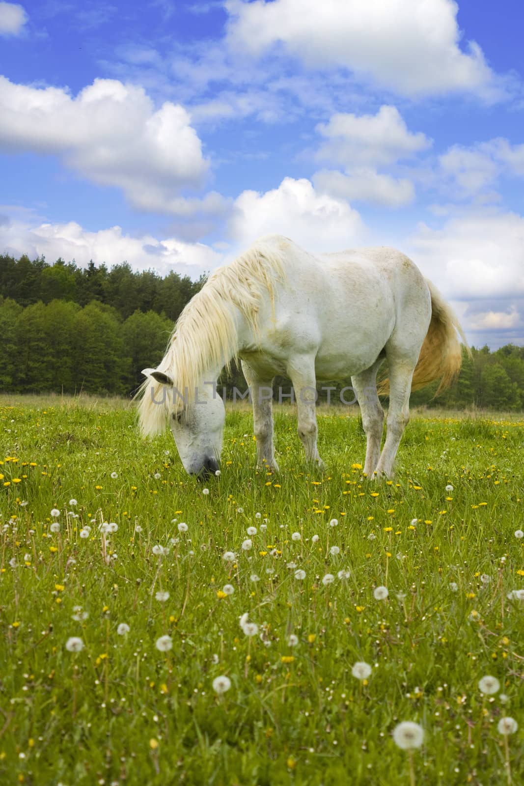 white horse on the meadow