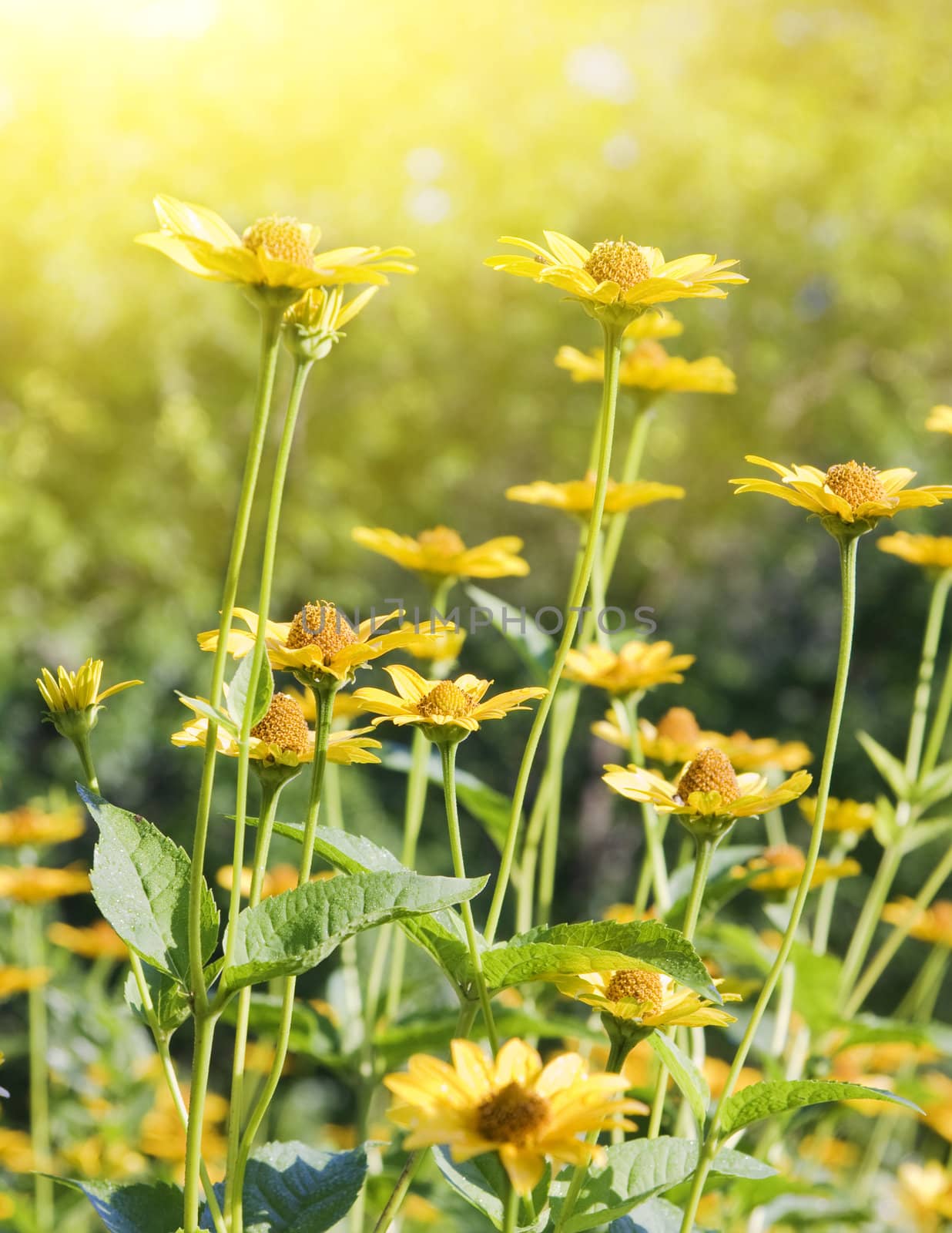 marigolds in the garden