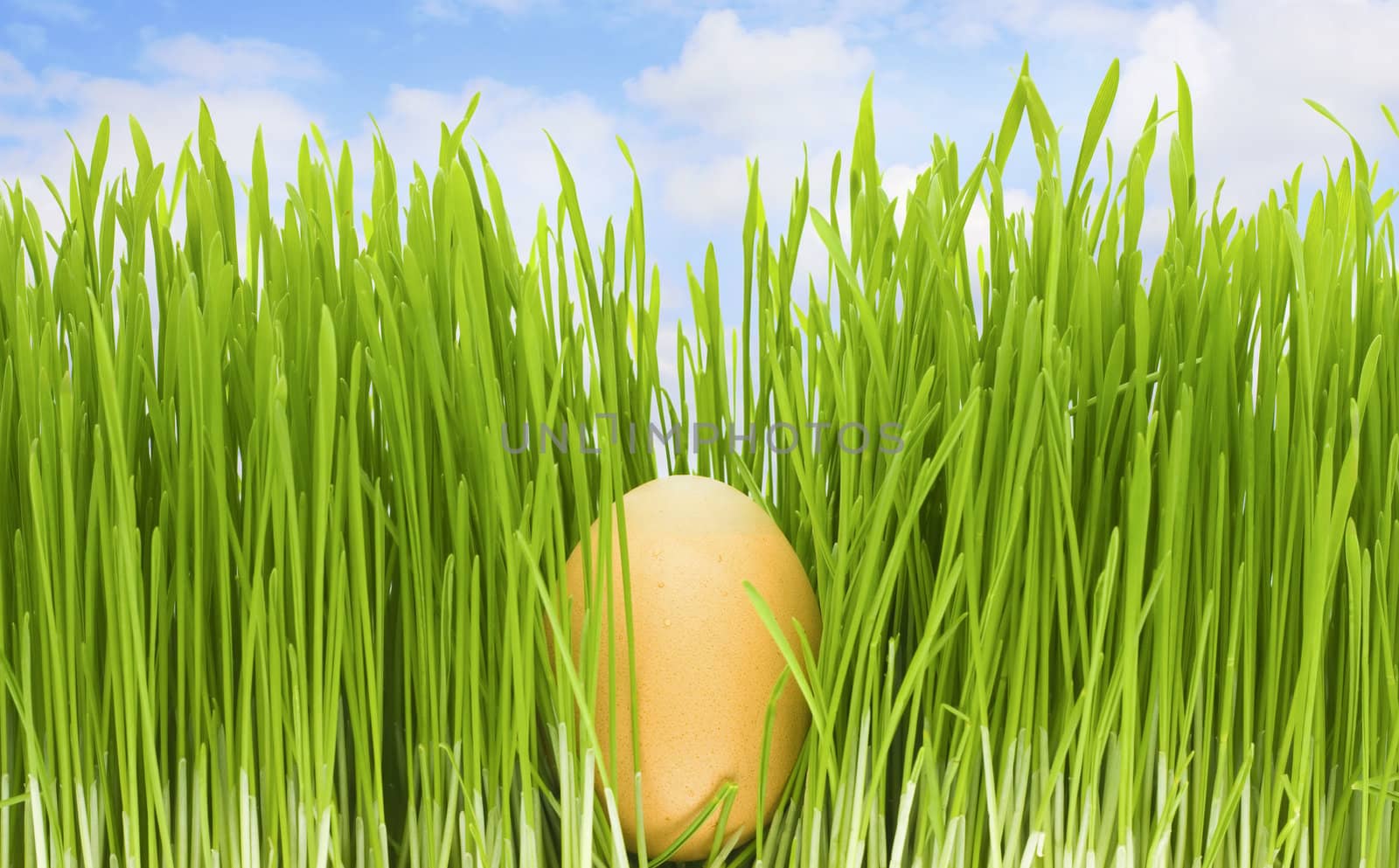 egg in grass, blue sky