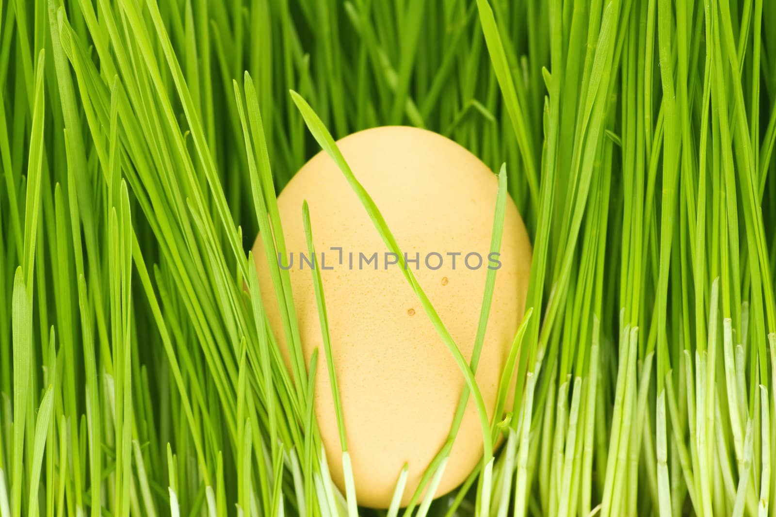 chicken eggs, grass