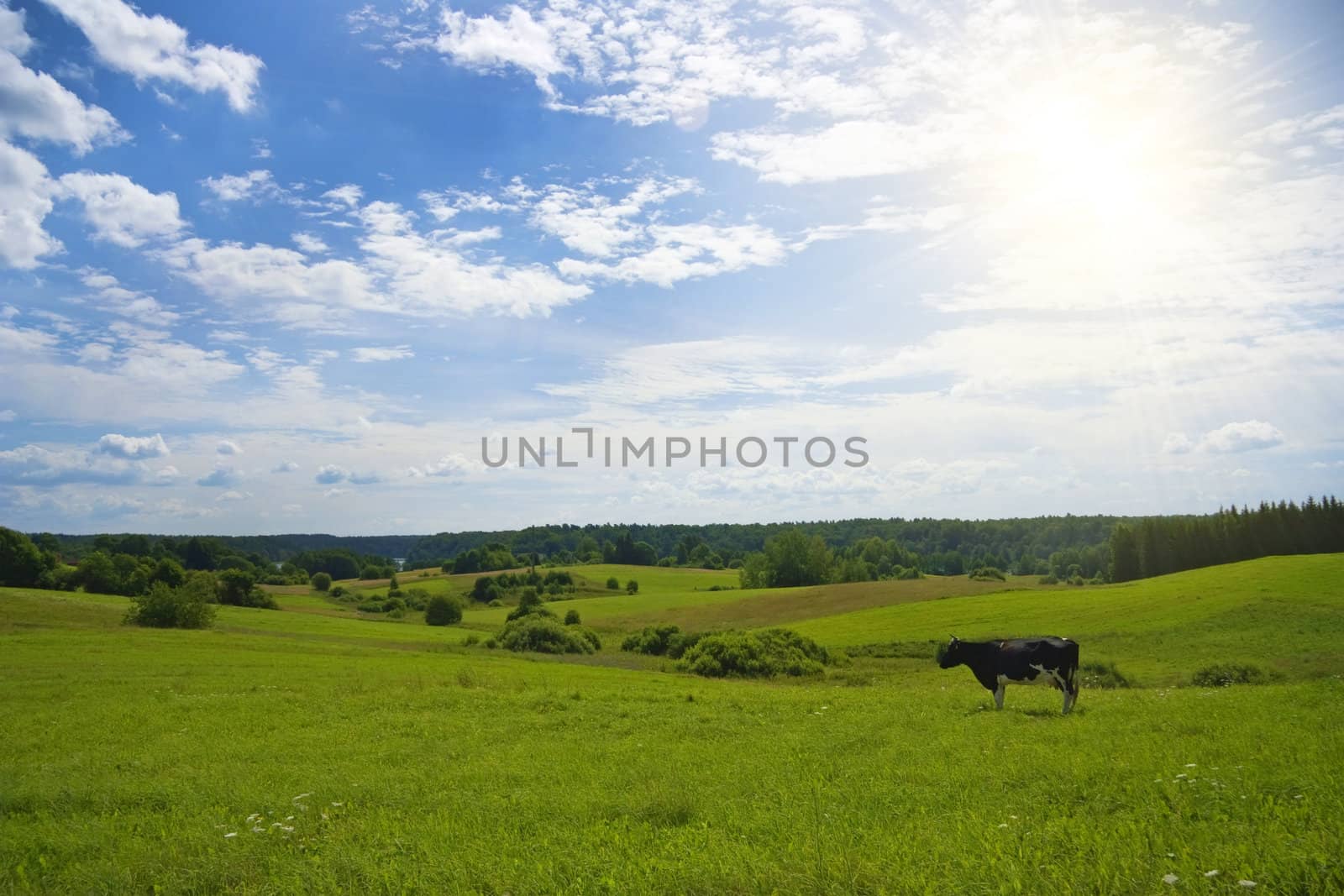 summer landscape with cow, sun