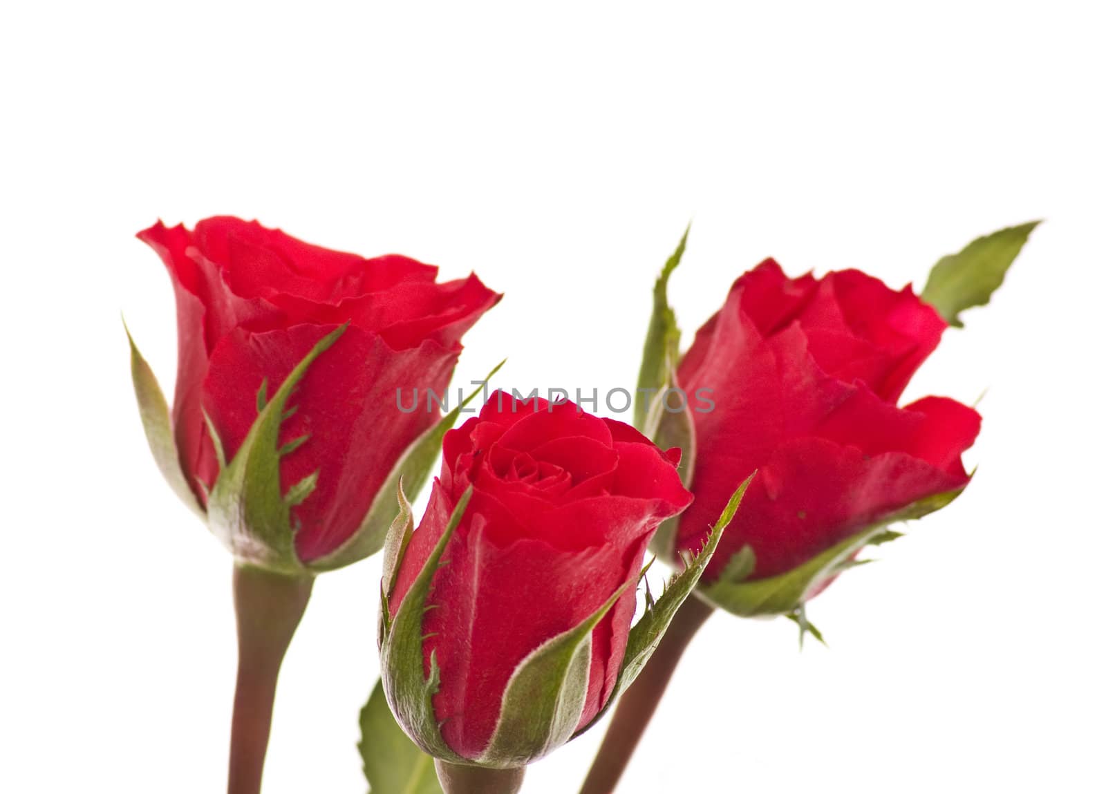 Three rose, isolated on a white background