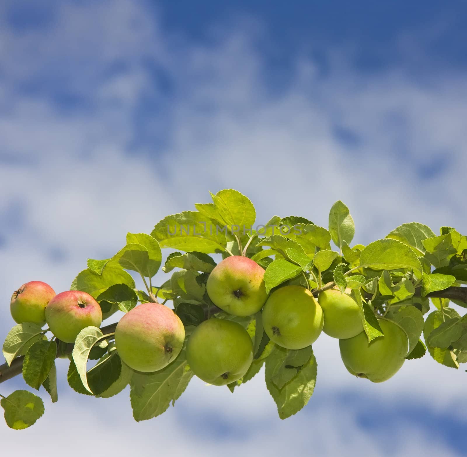 apple tree branch