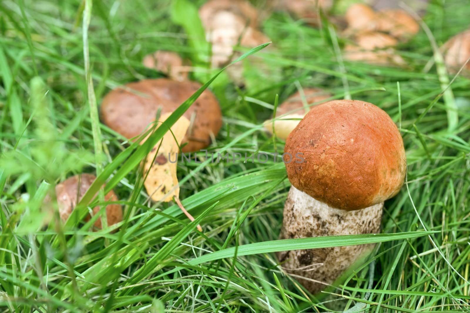 Close-up aspen mushroom in nature