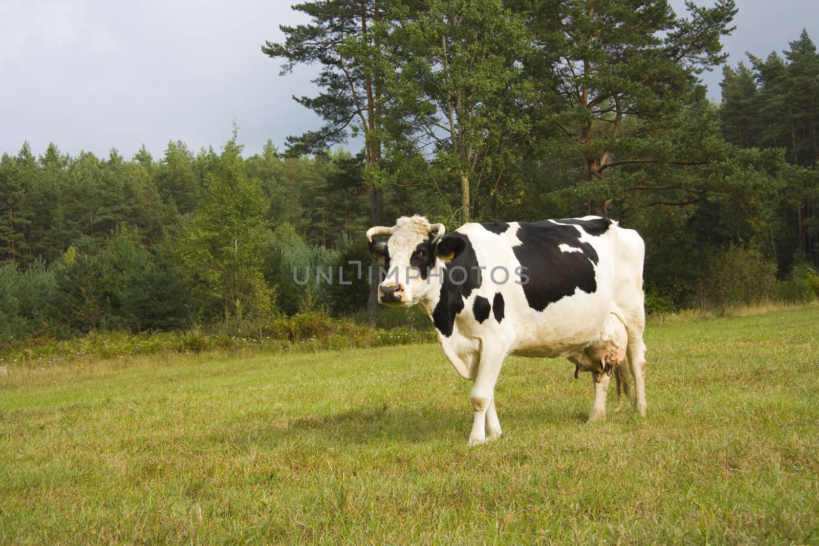 cow on meadow