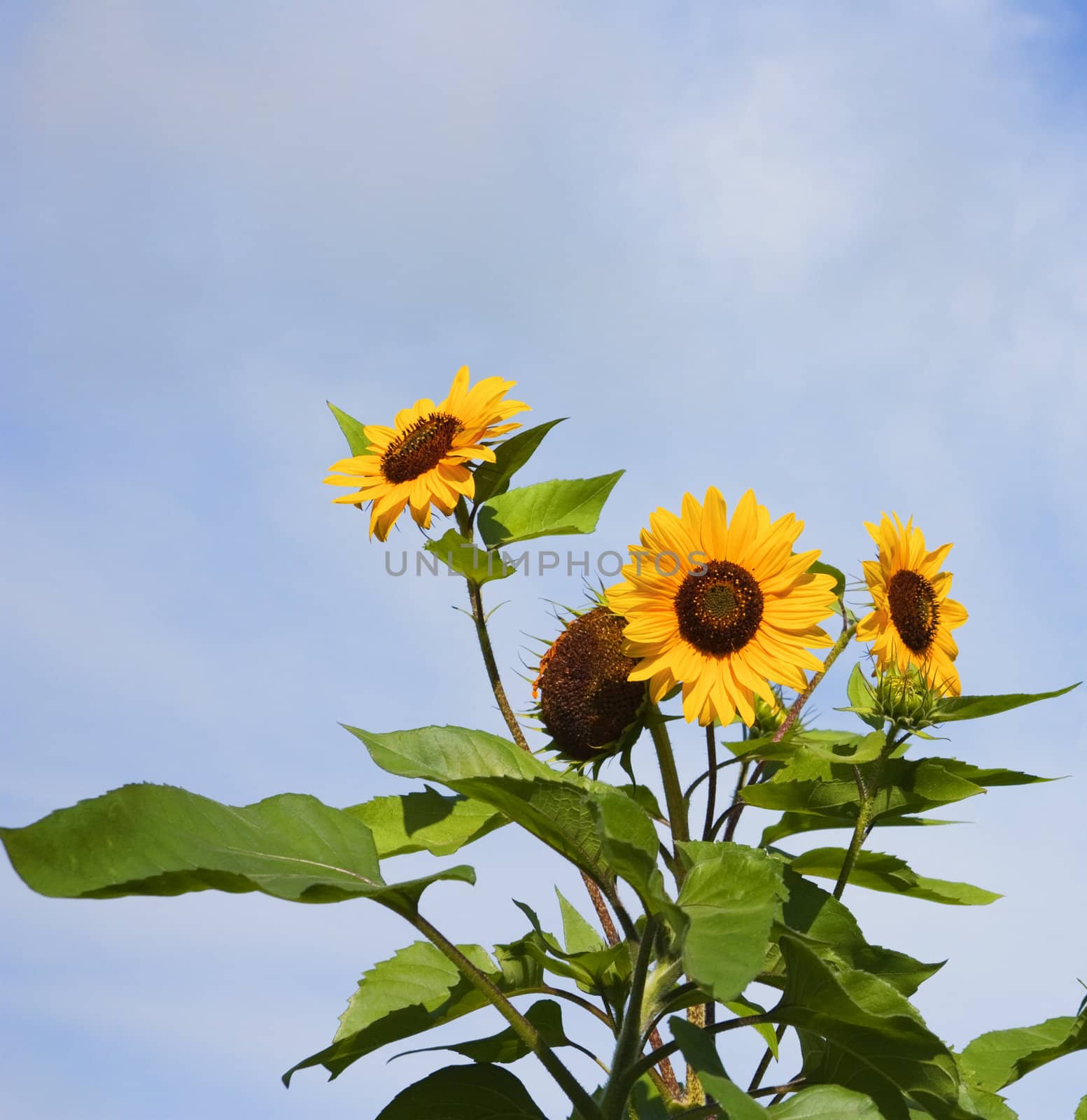 sunflower