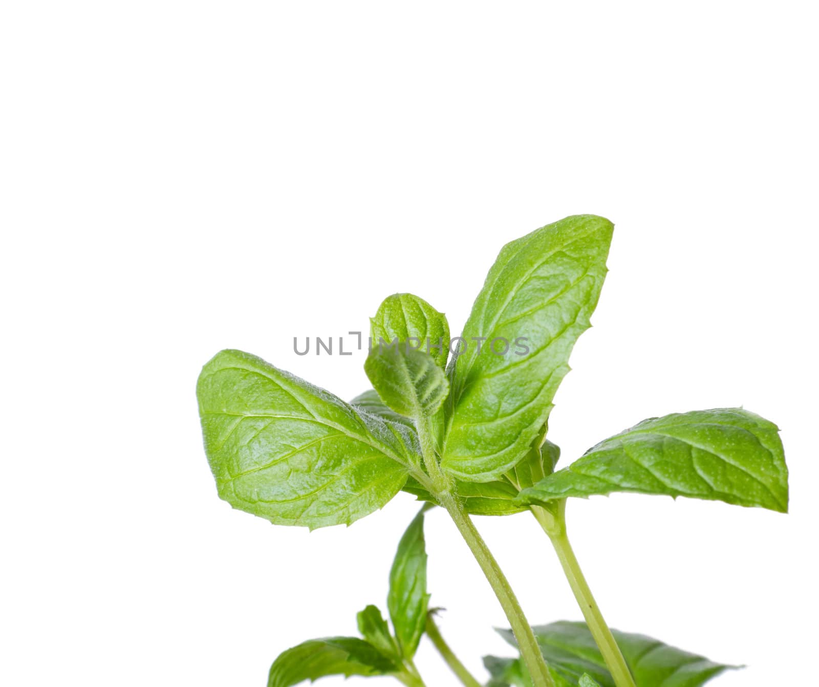 bush mint, isolated