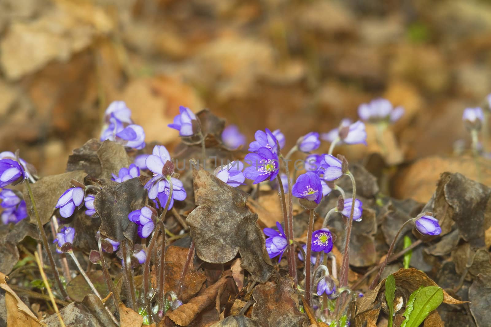 first spring flowers