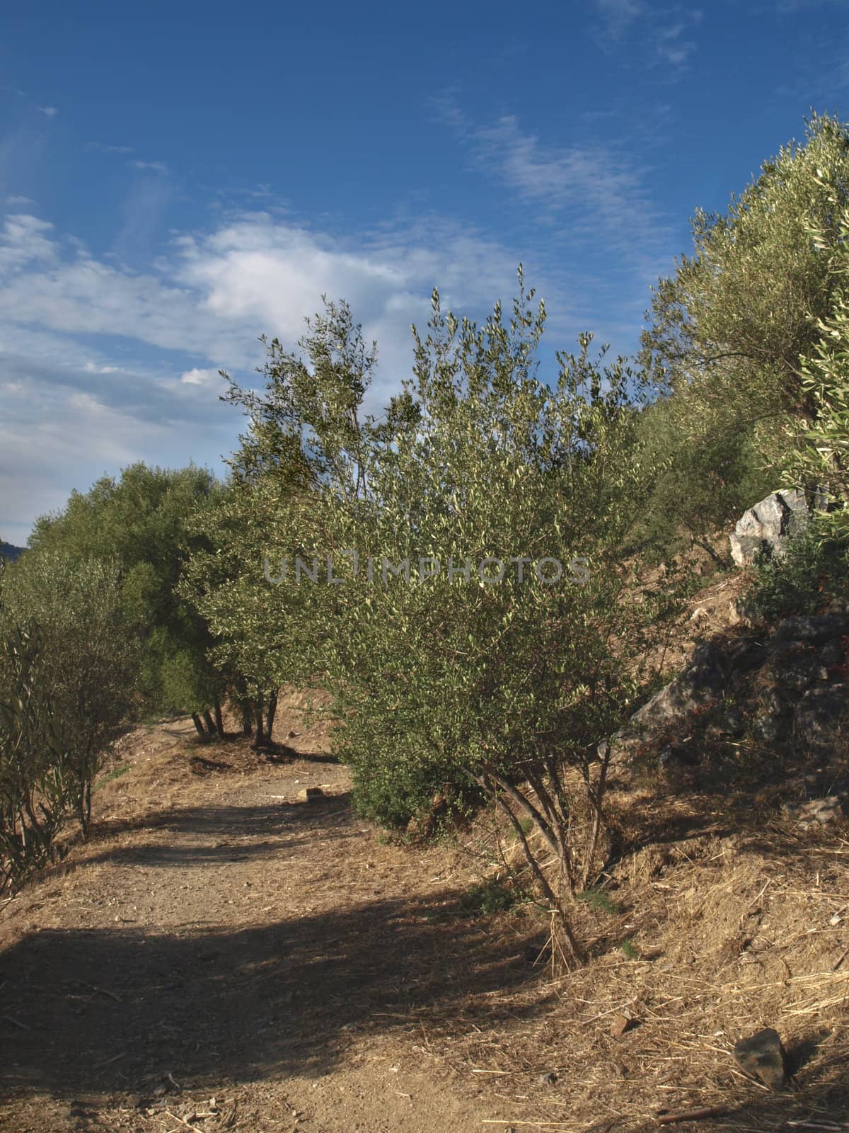 image of a path in a a provence wood