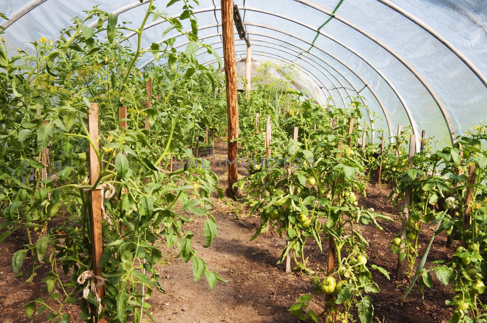 Greenhouse tomatoes