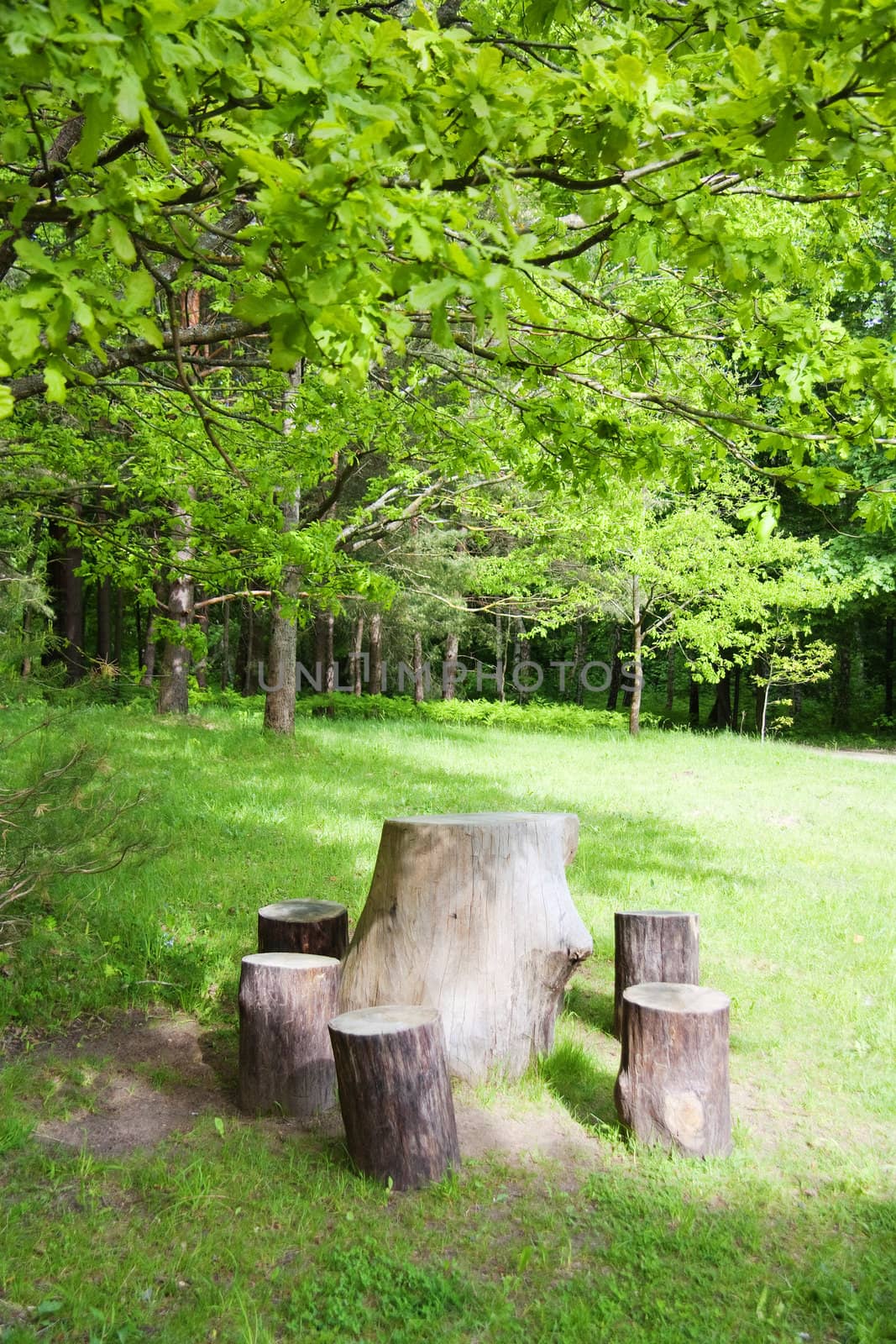 stumps in the park