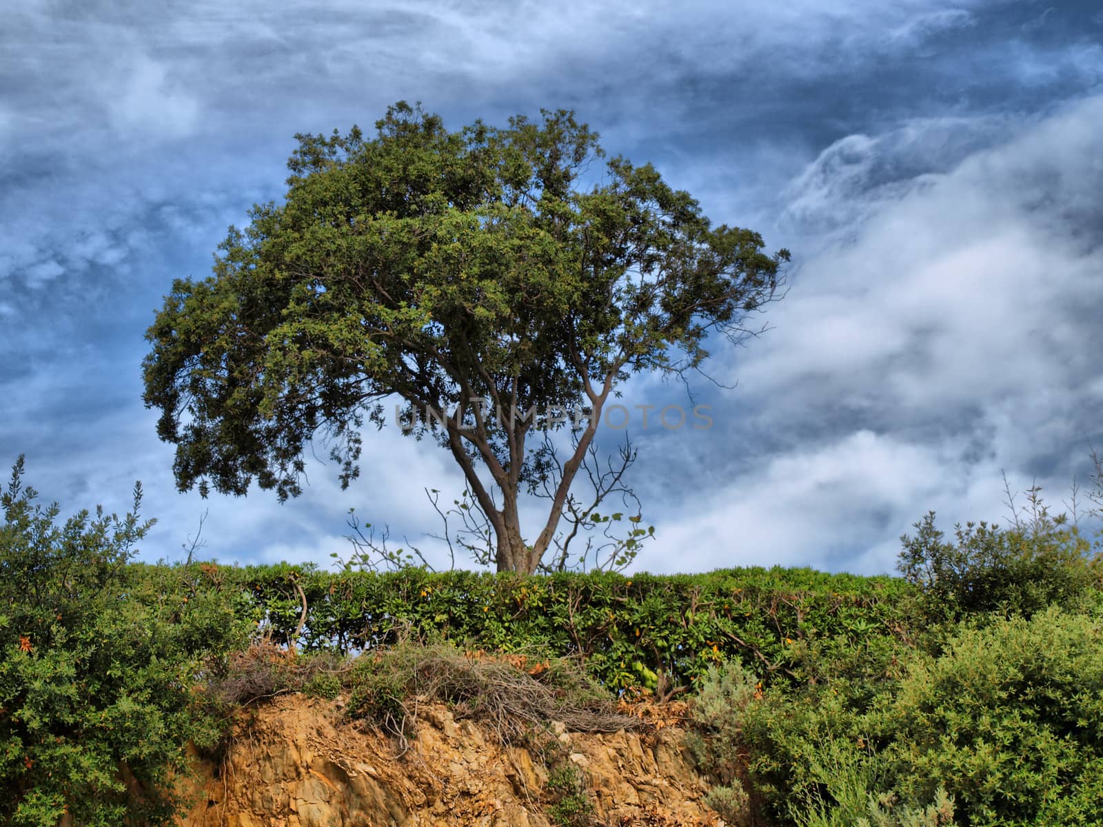 image of a tree on the french riviera coastline
