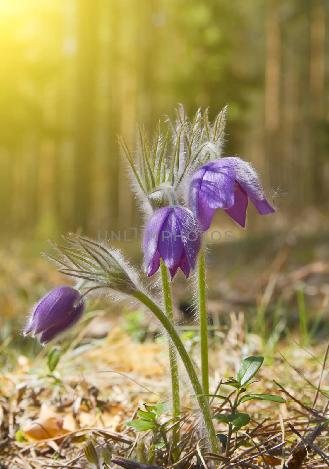 spring flowers, sun