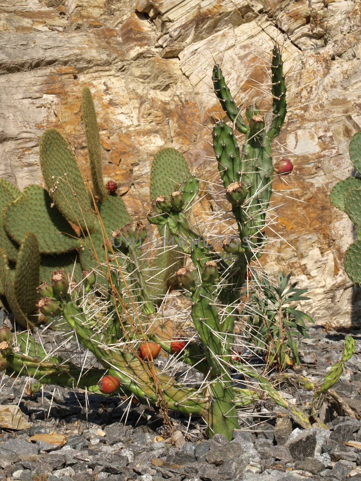 image of a cactus Opuntia ficus-indica in a garden