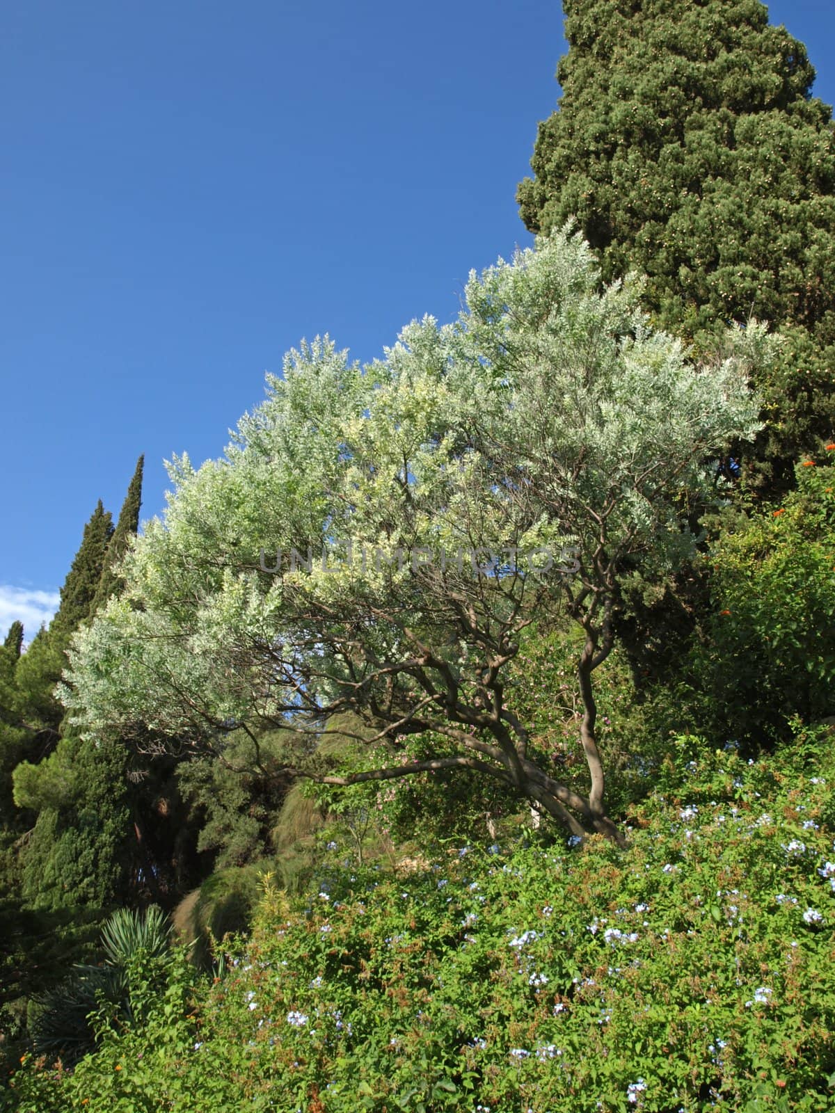 image of olive tree and cypress in Provence