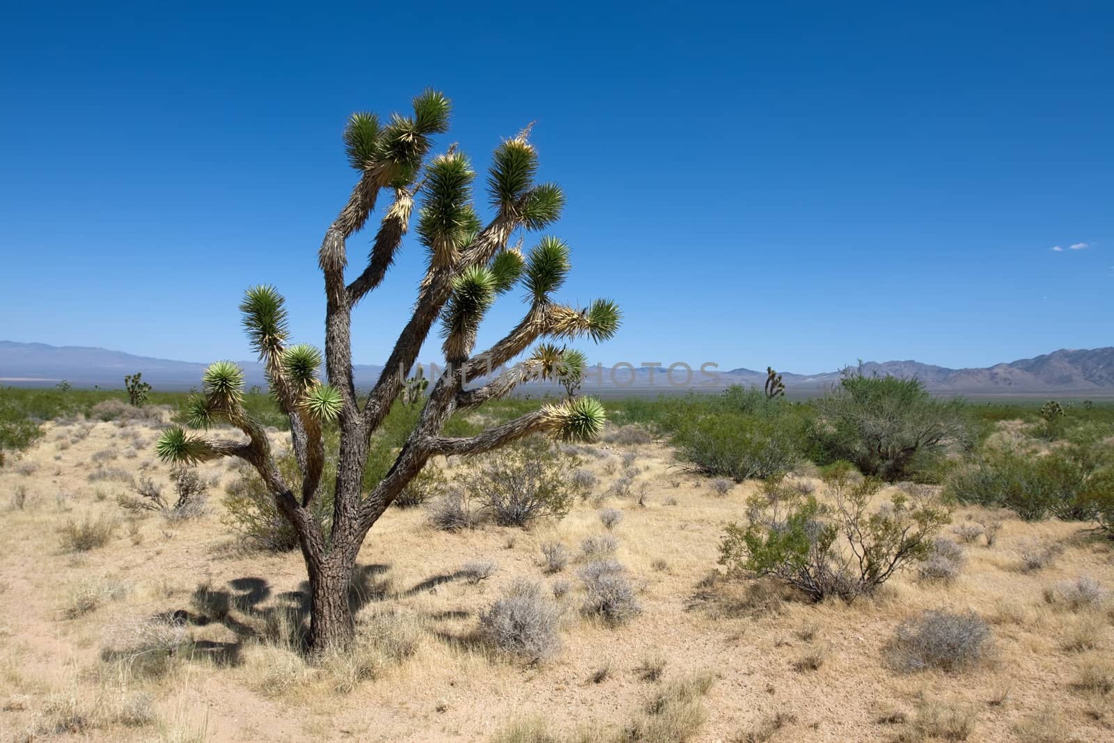 Joshua tree in the Mojave national park with the blue sky