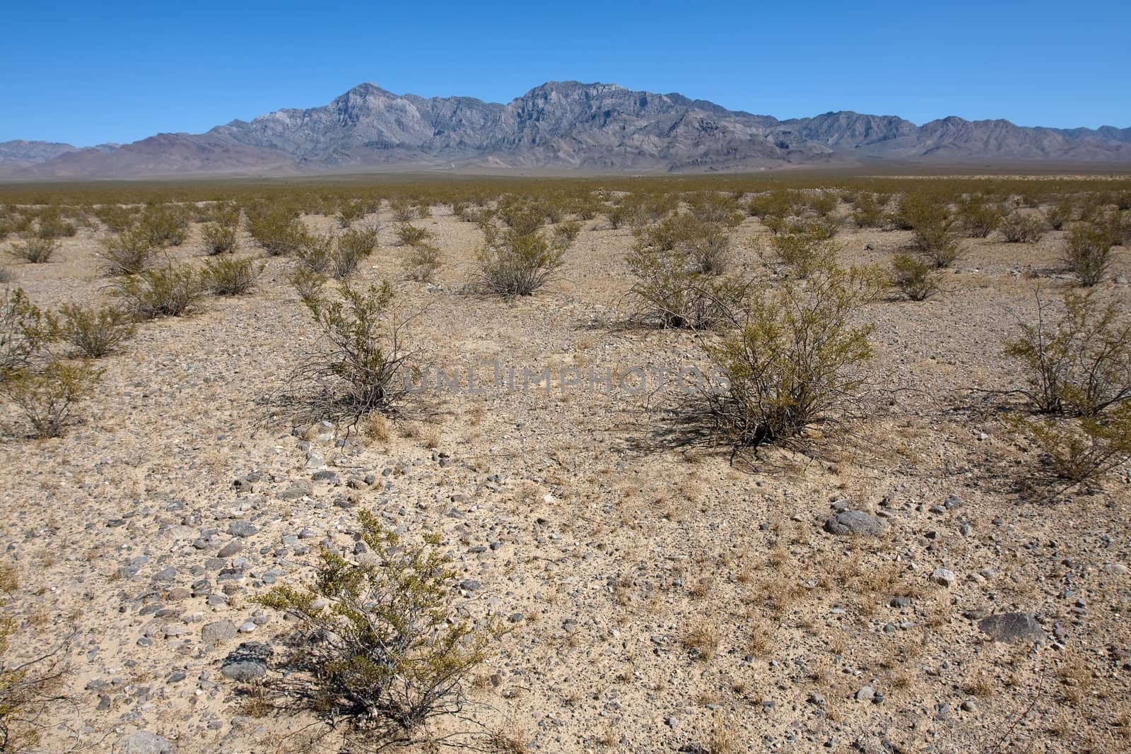 National park Joshua tree at the sunny day