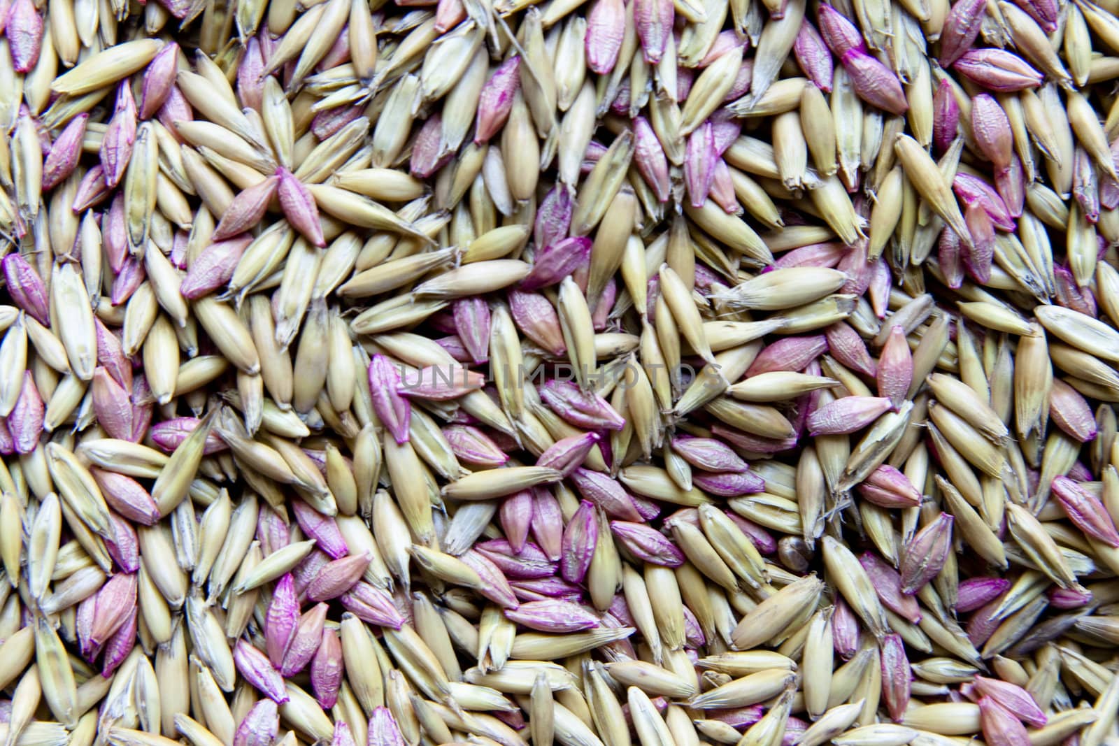 Background of dry  seeds