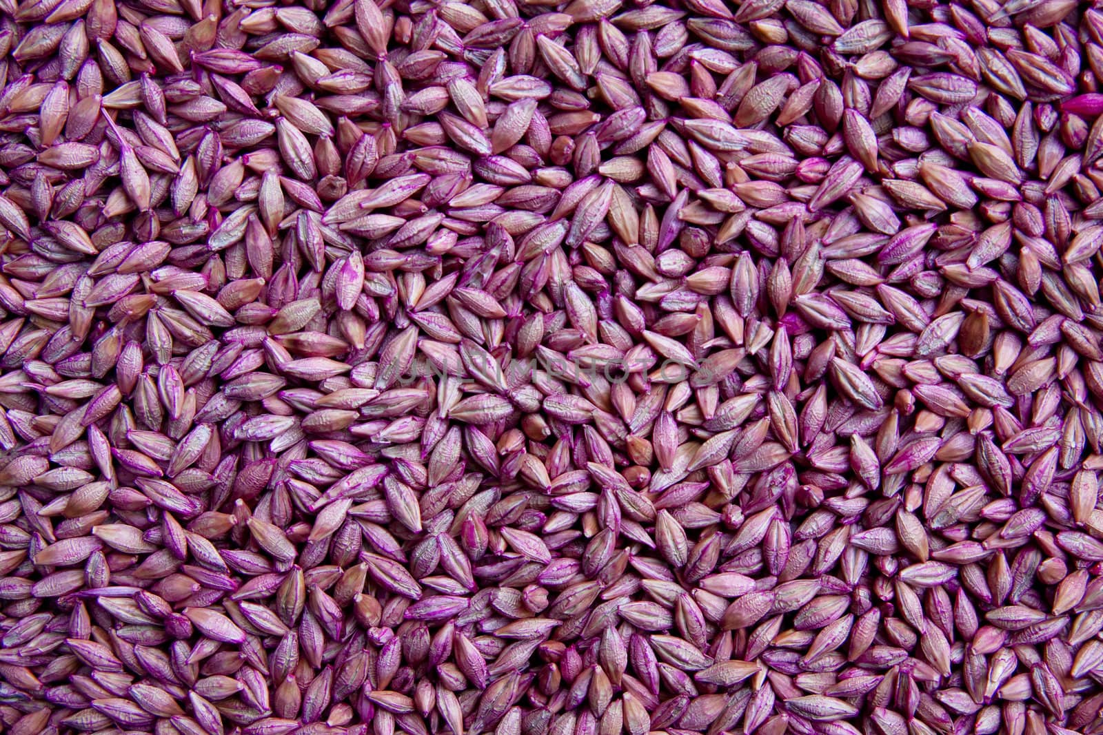 Background of dry  seeds