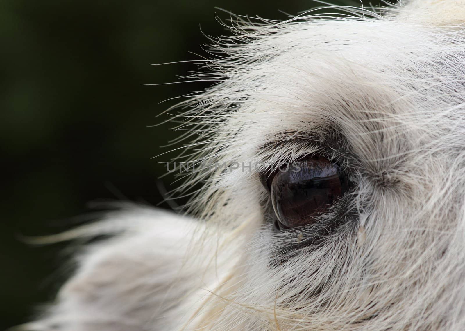 A picture of a camel near the eyes.