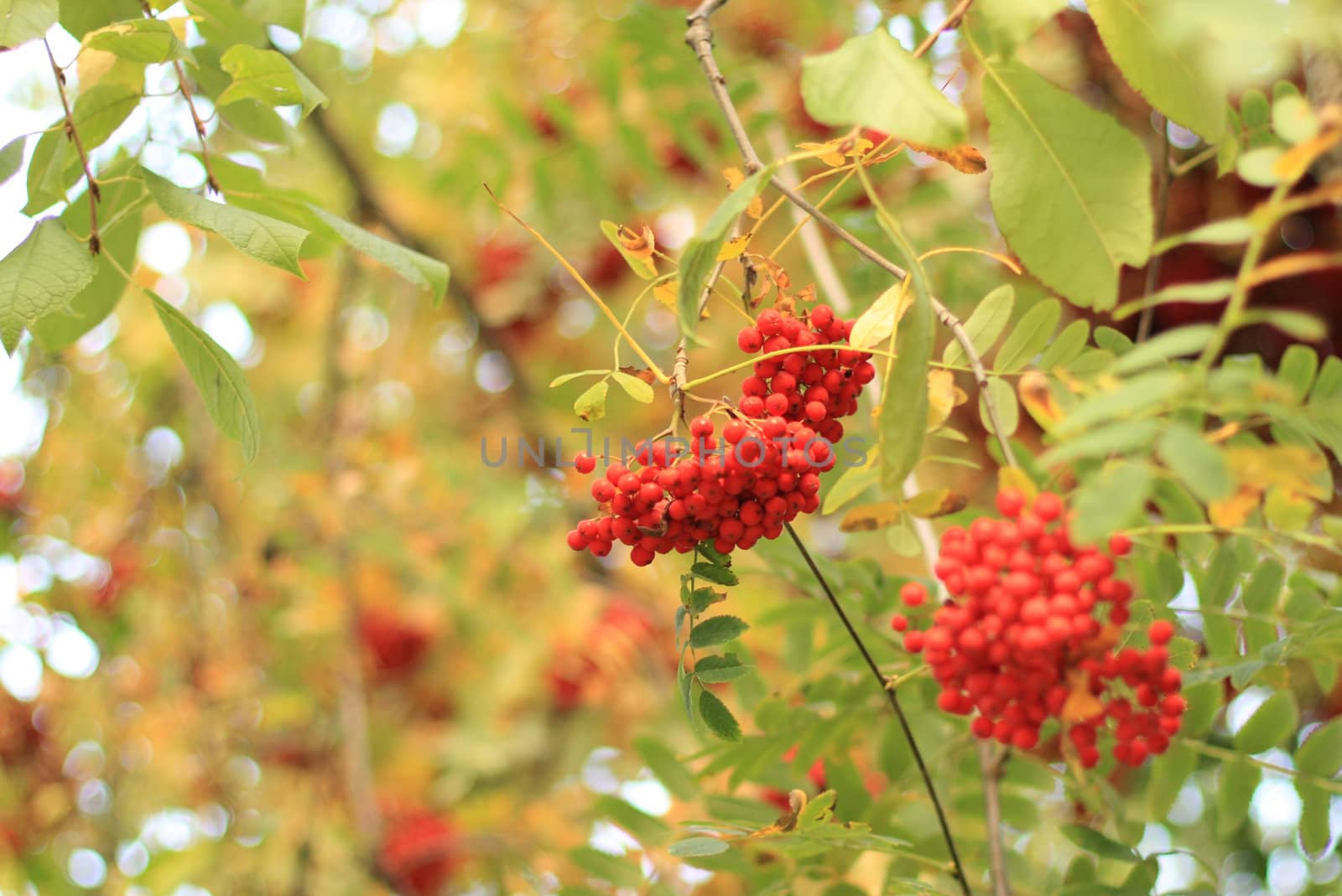 Ripe rowan berries. Autumn background.