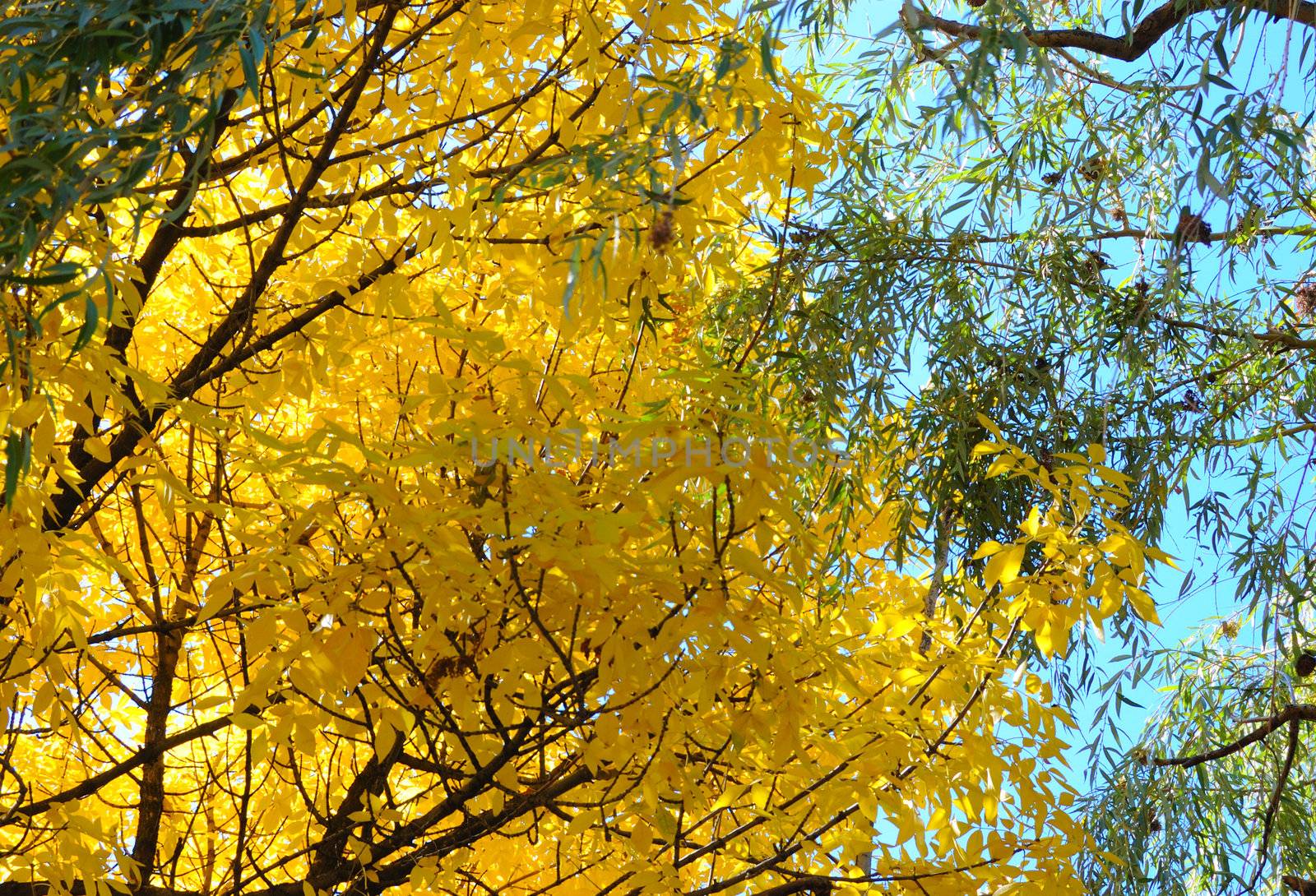 autumn trees by mettus