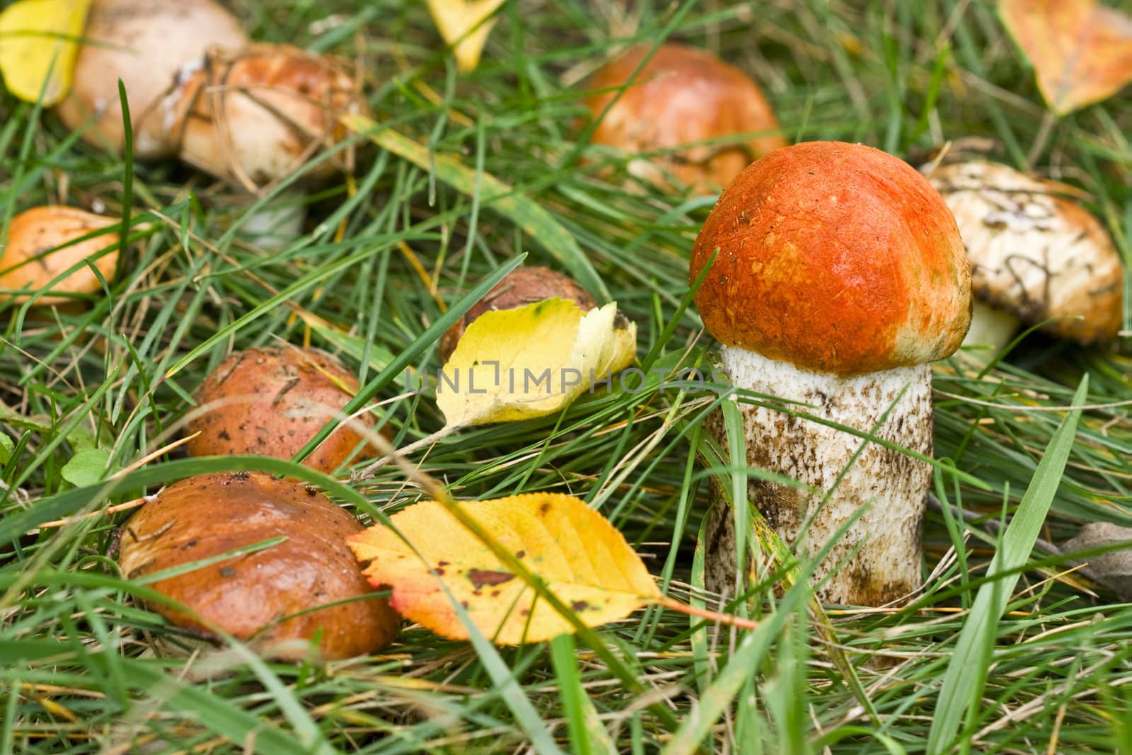 Aspen mushroom by rozhenyuk