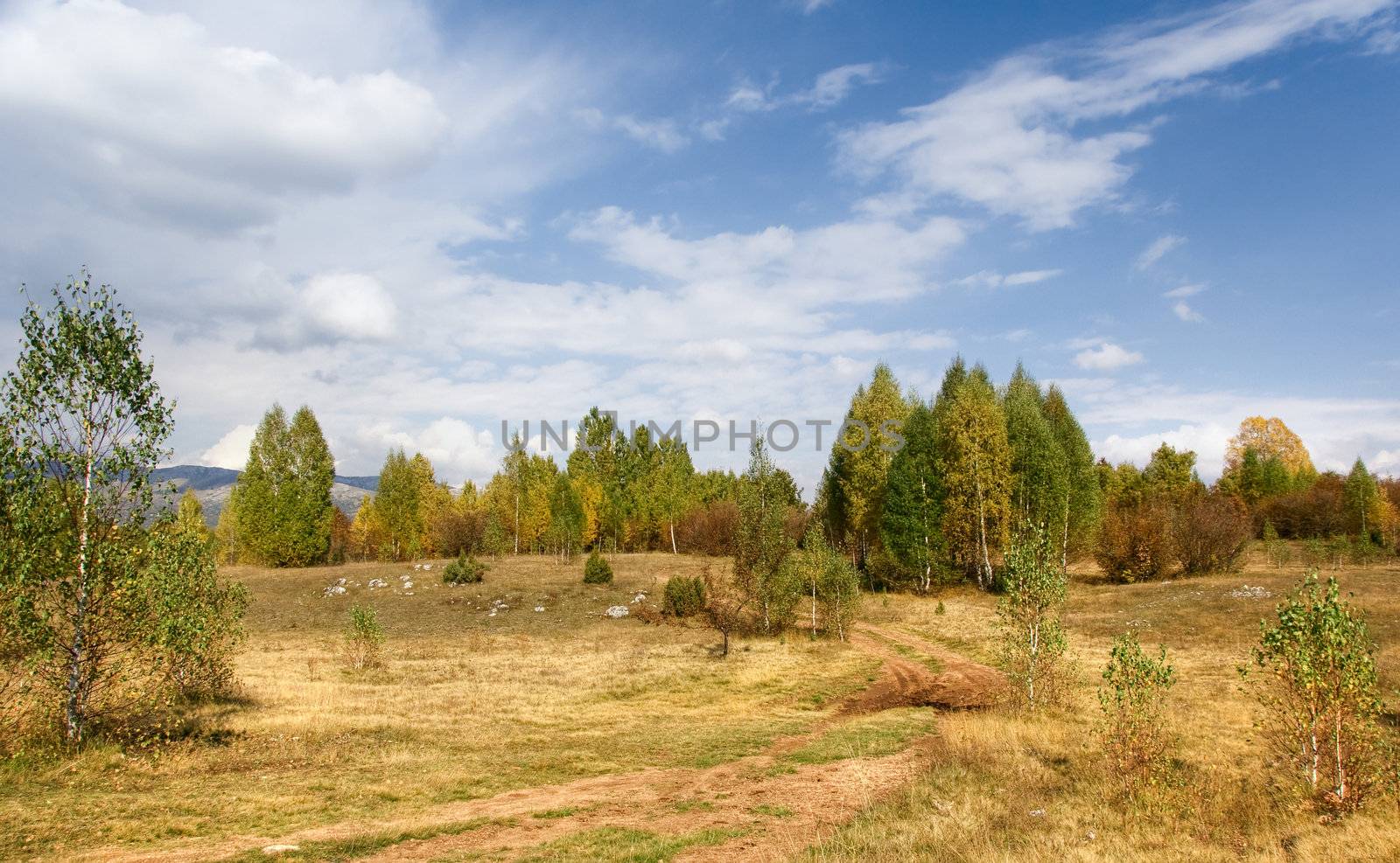 rural landscape with old road in the forest