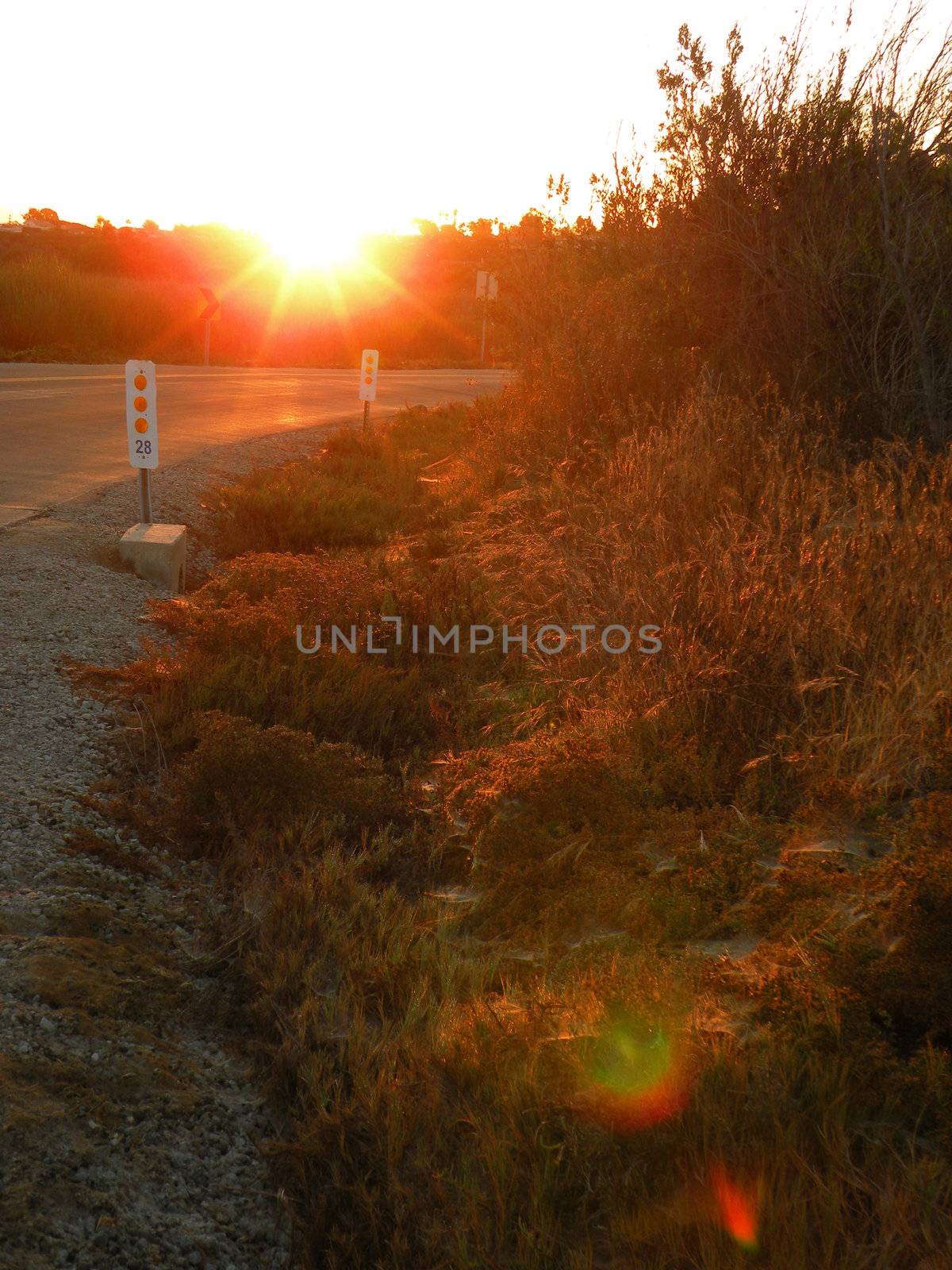 grass on the side of a road reflecting the sun as it rises
