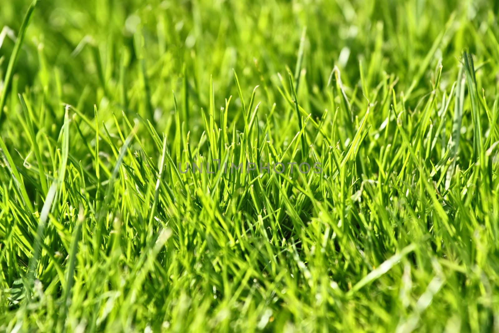 photo of nice grass for background by artush