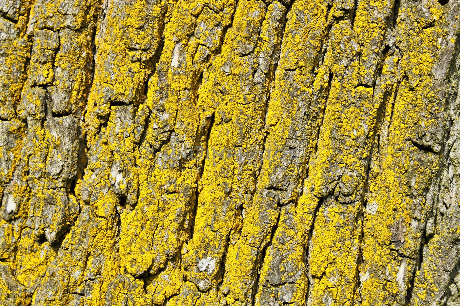 tree bark texture, pattern for background or backdrop use