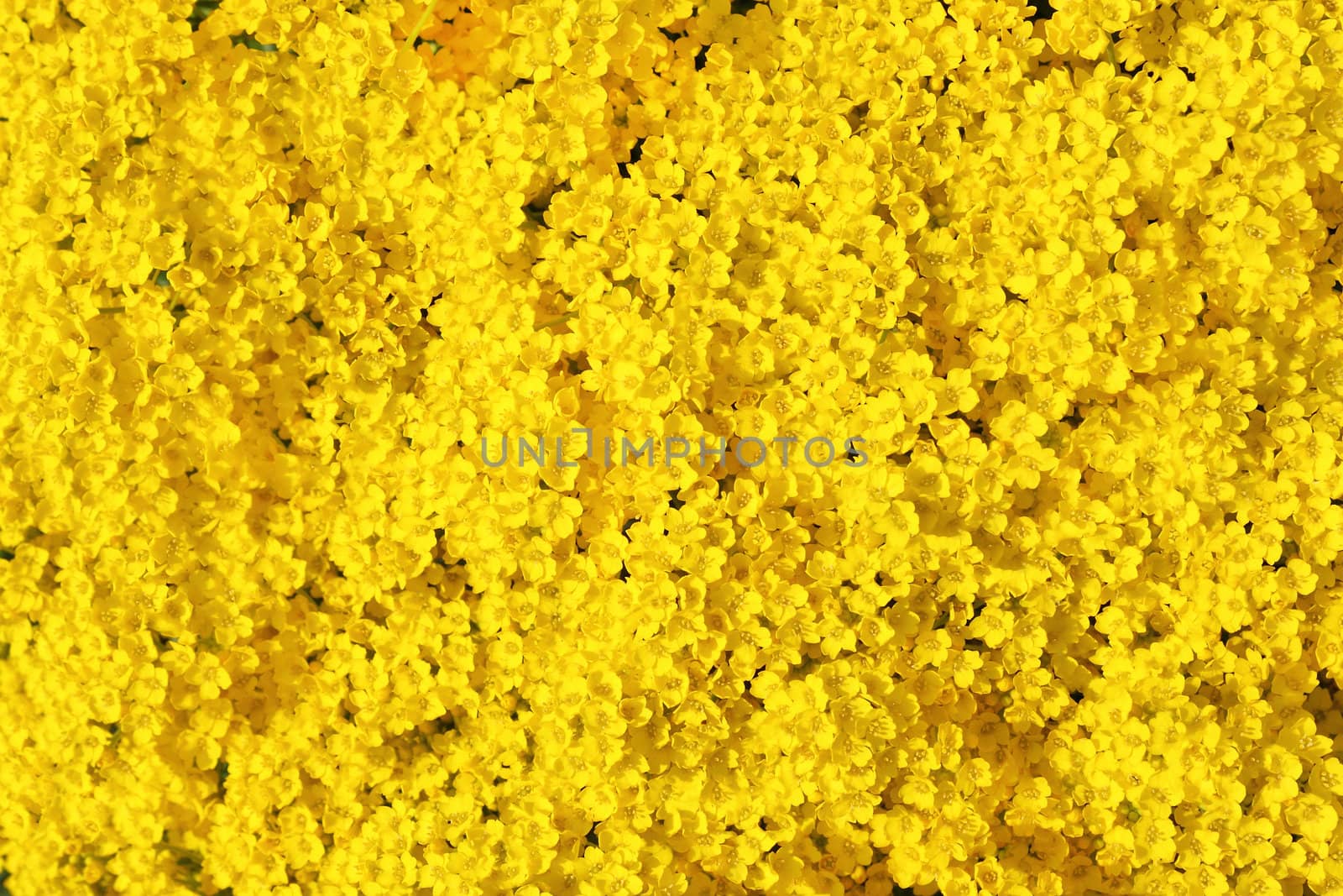 real yellow flowers for natural background