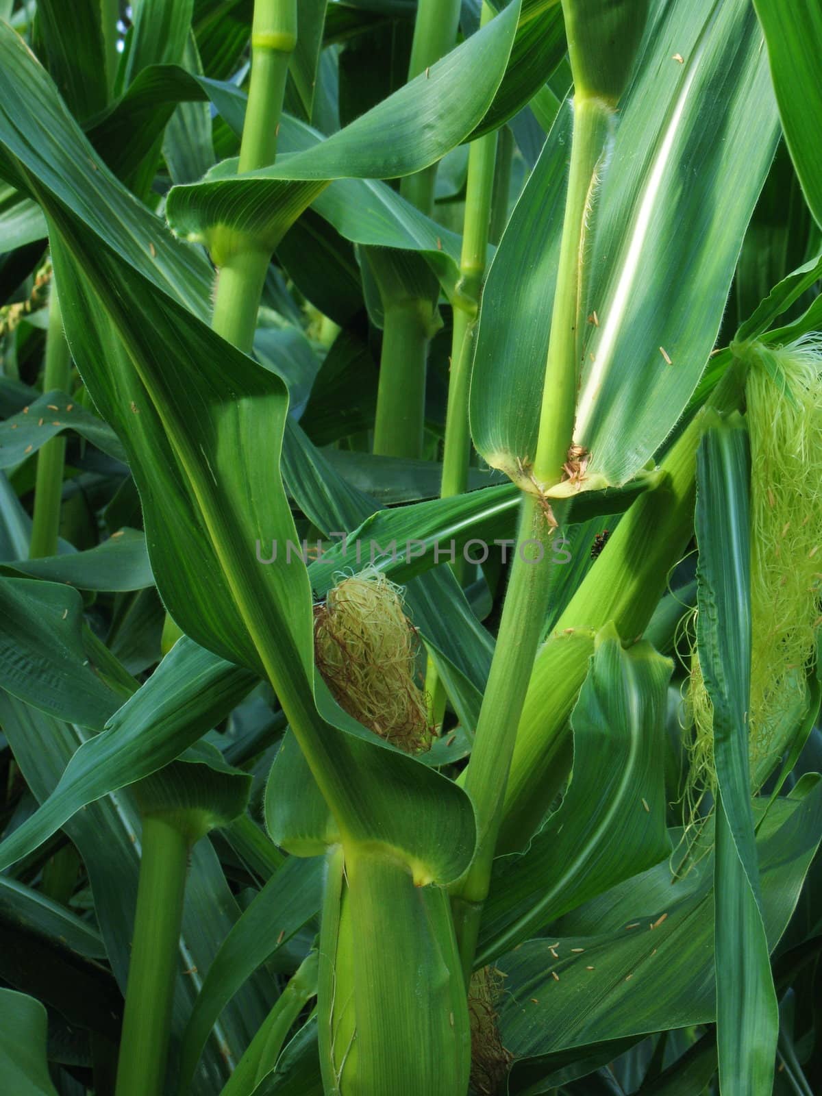 Growing corn by Vitamin