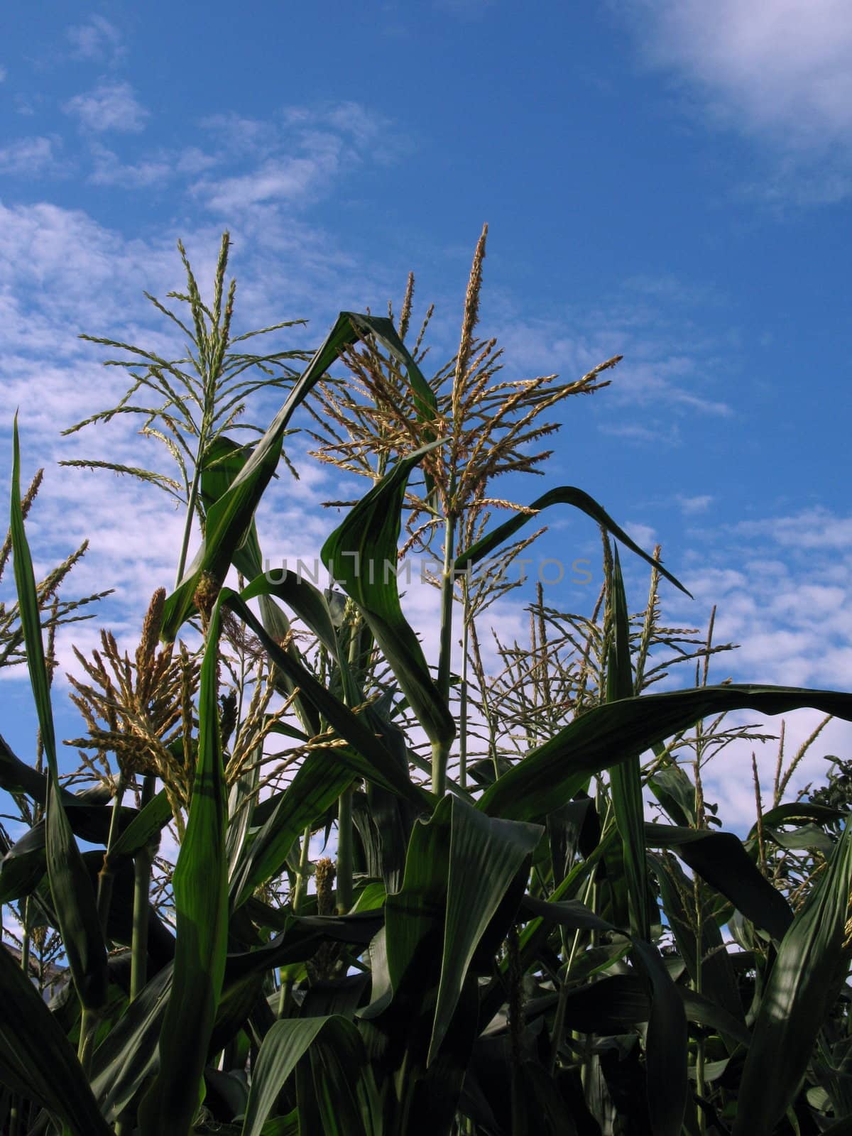 Growing corn on blu sky background