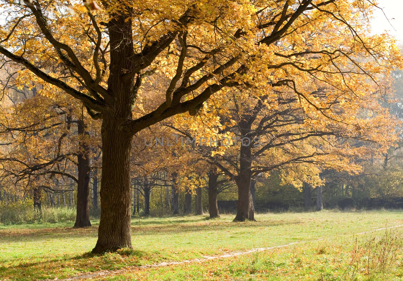 Old oaks in fall season by serpl