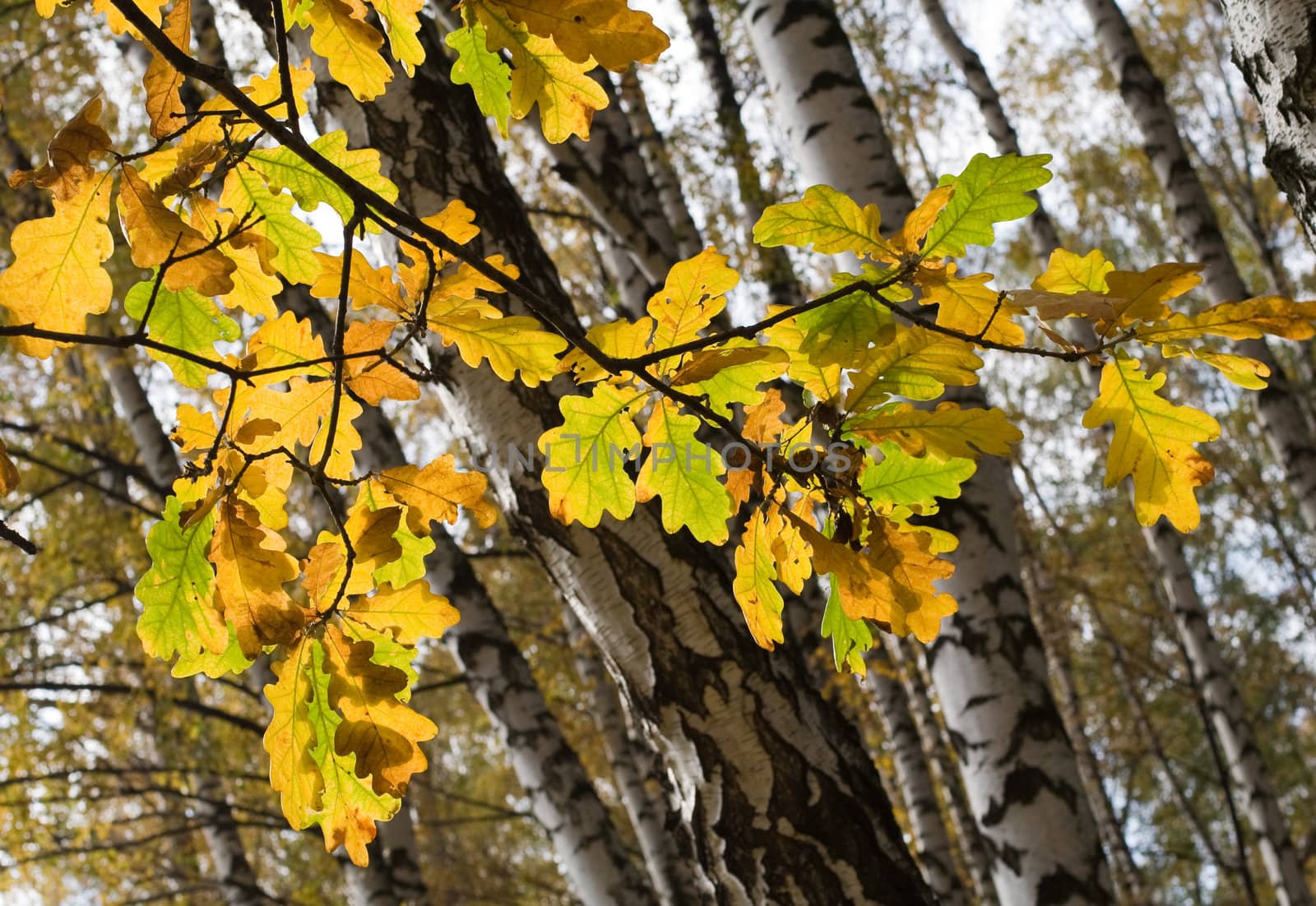 Oak leaves in fall season by serpl