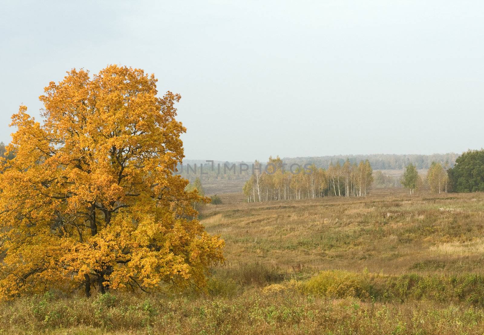 Autumn landscape by serpl