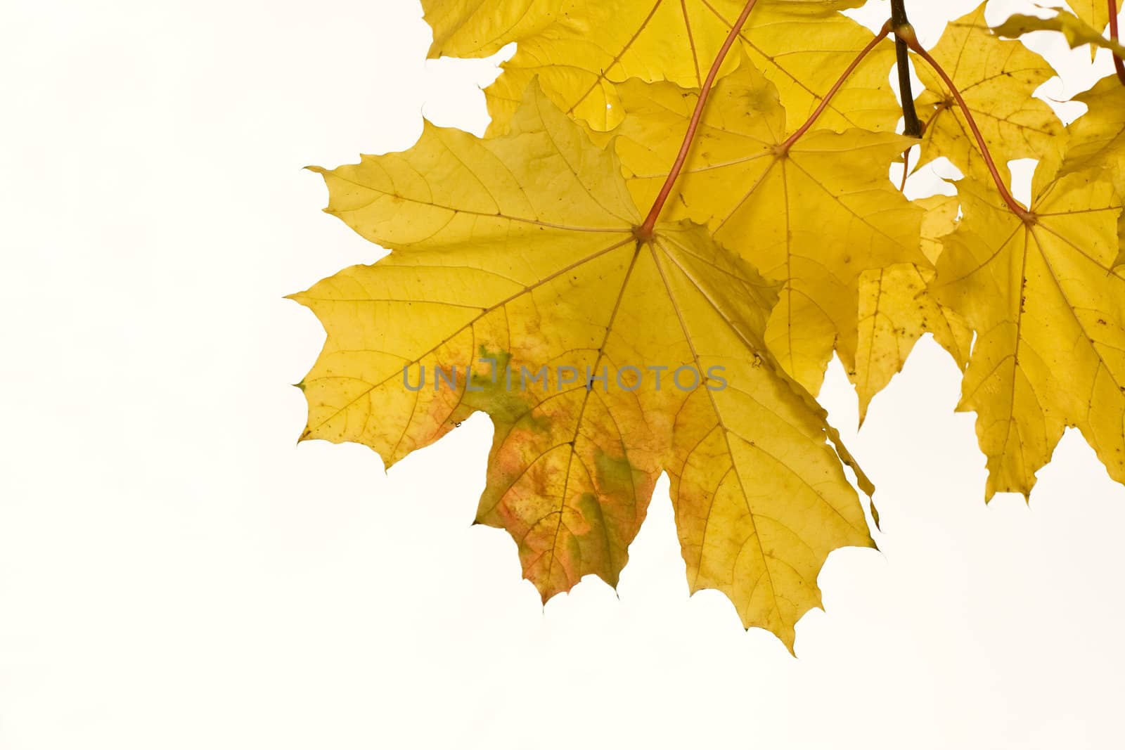 Yellow maple leaves on white backgroud by serpl