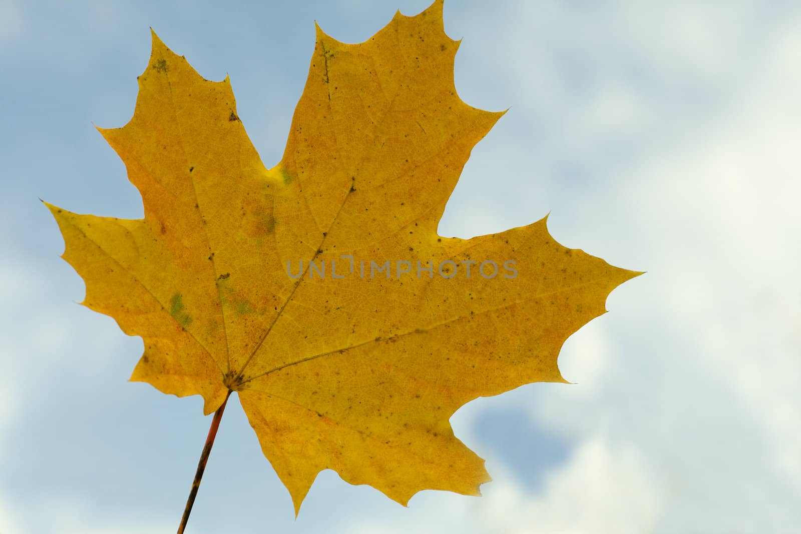 Yellow maple leaf on blue sky background by serpl