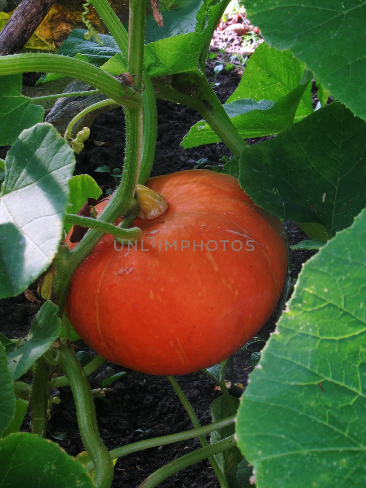 Growing pumpkin by Vitamin