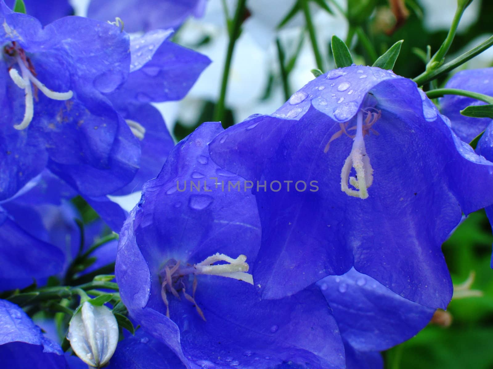 Blue flowers close up image